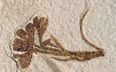 In de oudste lagen van mijn ziel