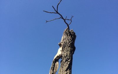 Enige woorden over de ziel